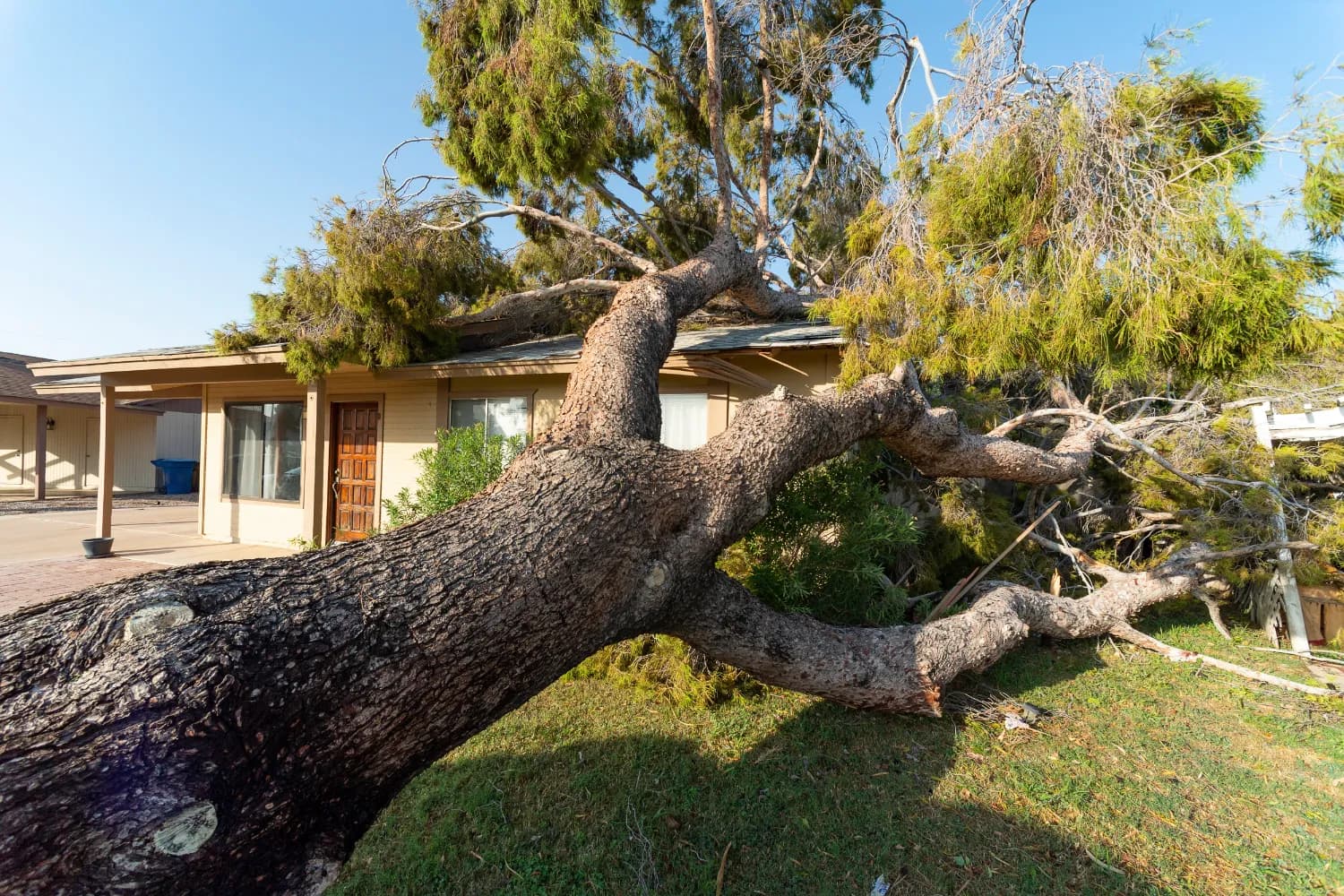 Professional emergency tree services service in Northern Beaches Sydney