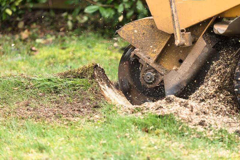 Professional Expert Stump Grinding Services in the Northern Beaches - Residential Stump Grinding Northern Beaches in Sydney's Northern Beaches