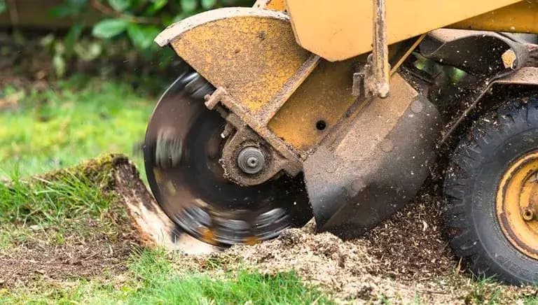 Professional Expert Stump Grinding Services in the Northern Beaches - Stump Grinding Northern Beaches in Sydney's Northern Beaches