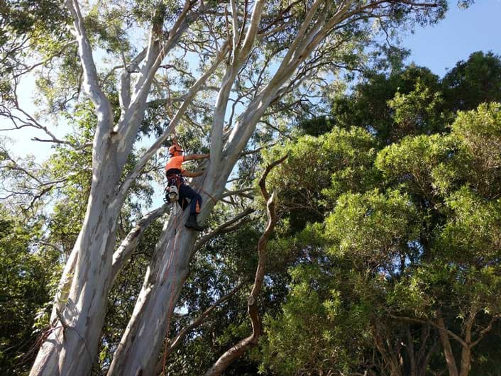 Professional Expert Tree Lopping Services in the Northern Beaches - Canopy Thinning Northern Beaches in Sydney's Northern Beaches
