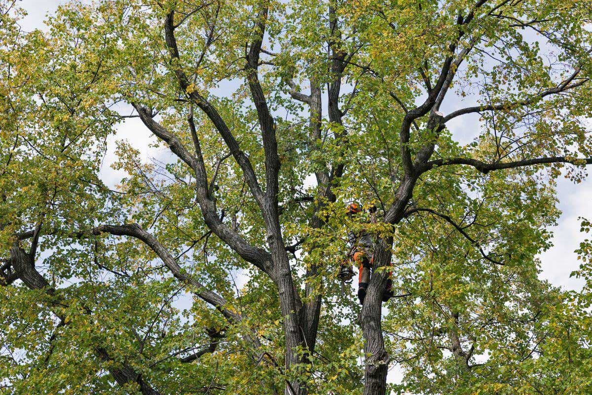 Professional Expert Tree Lopping Services in the Northern Beaches - Crown Reduction Northern Beaches in Sydney's Northern Beaches