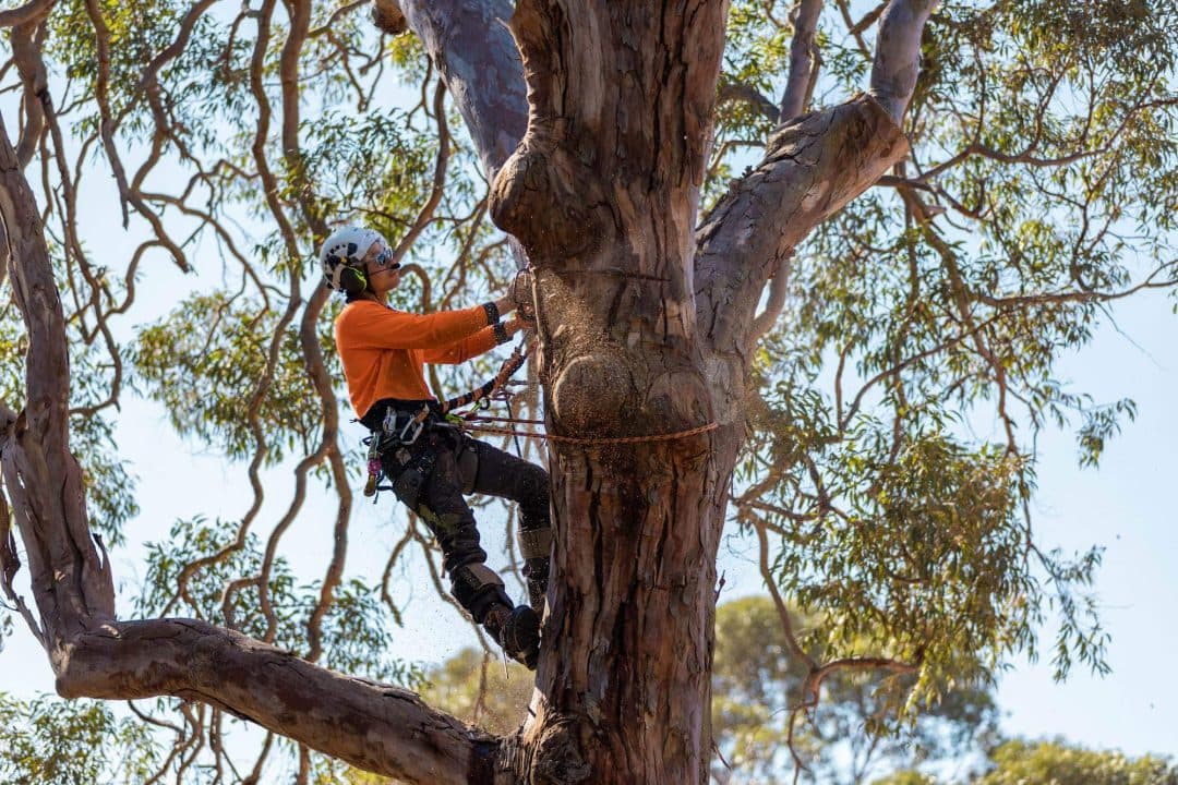 Professional tree lopping and shaping service