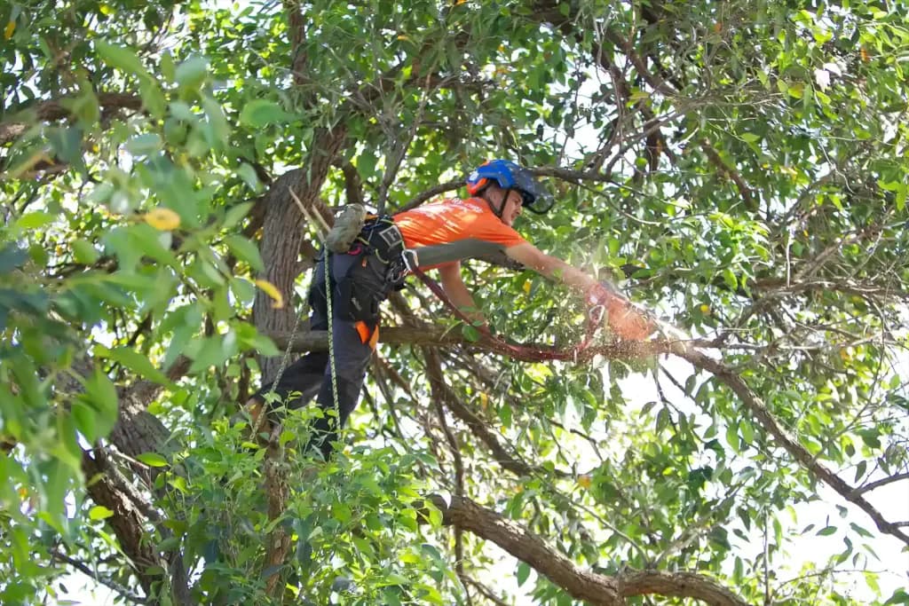 Professional Expert Tree Pruning Services in the Northern Beaches - Crown Thinning Northern Beaches in Sydney's Northern Beaches