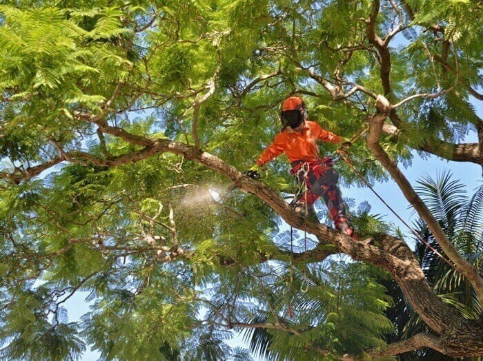 Professional Expert Tree Pruning Services in the Northern Beaches - Tree Pruning Northern Beaches in Sydney's Northern Beaches