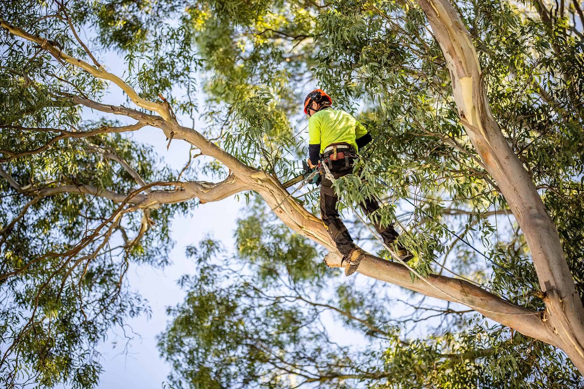 Expert tree pruning and maintenance service