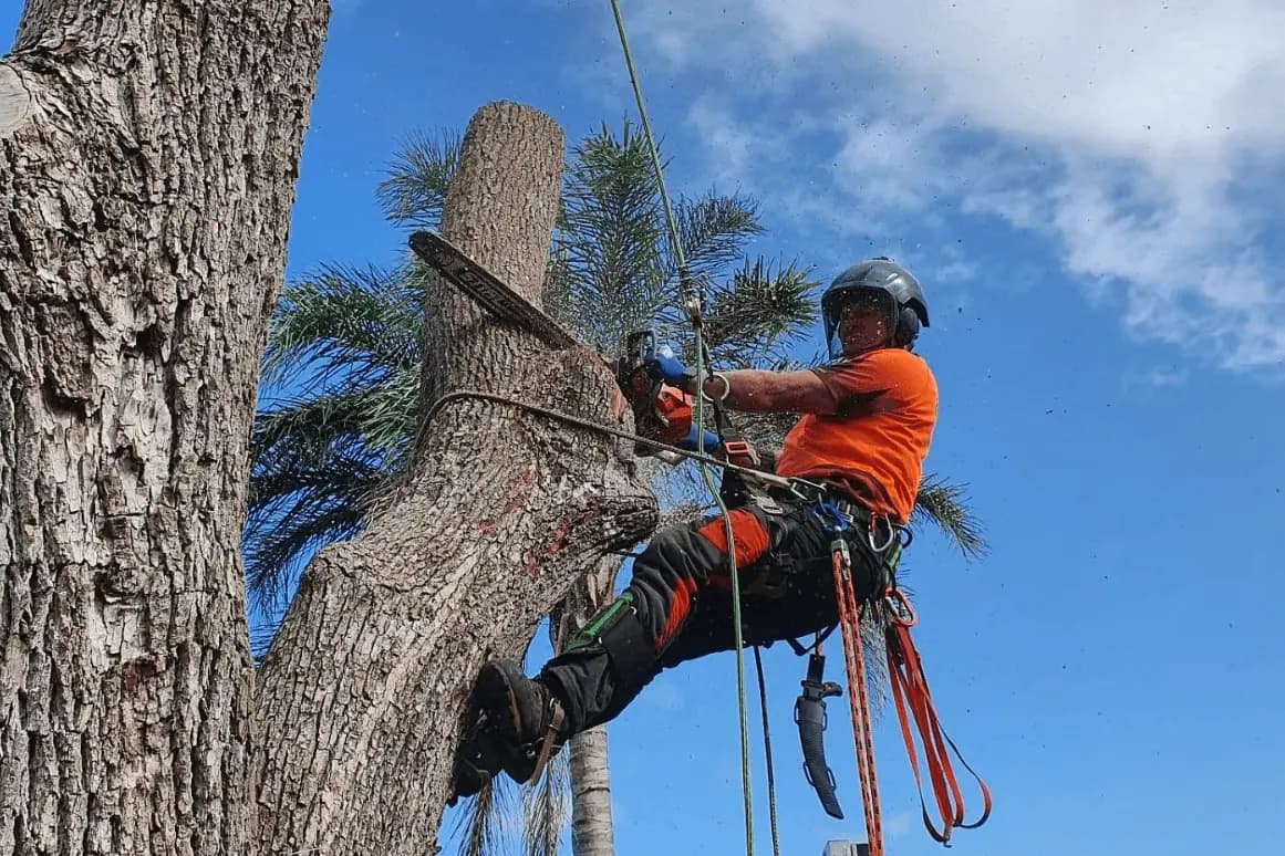 Tree Removal services in Elanora Heights, Northern Beaches