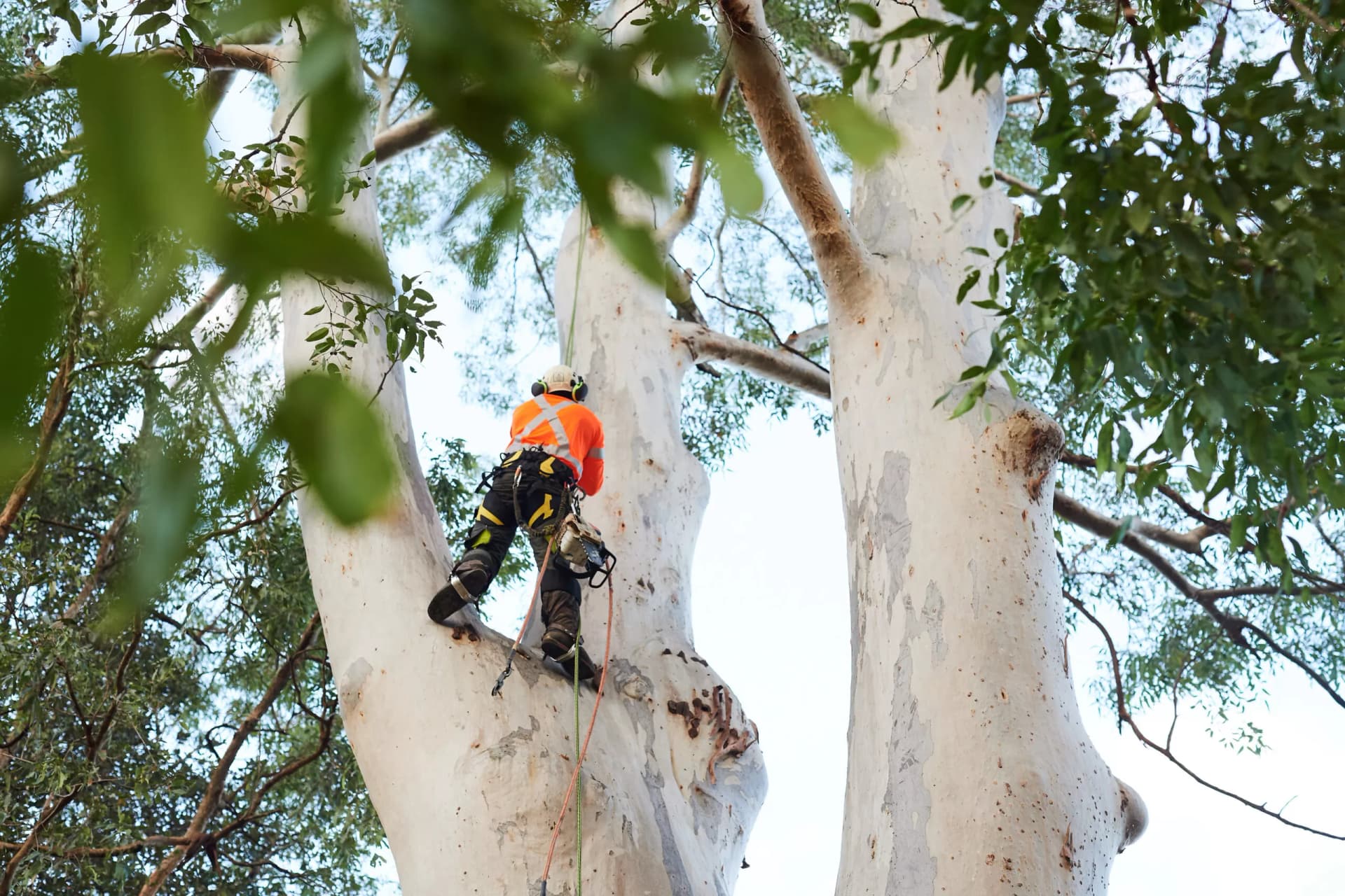 Professional tree removal service