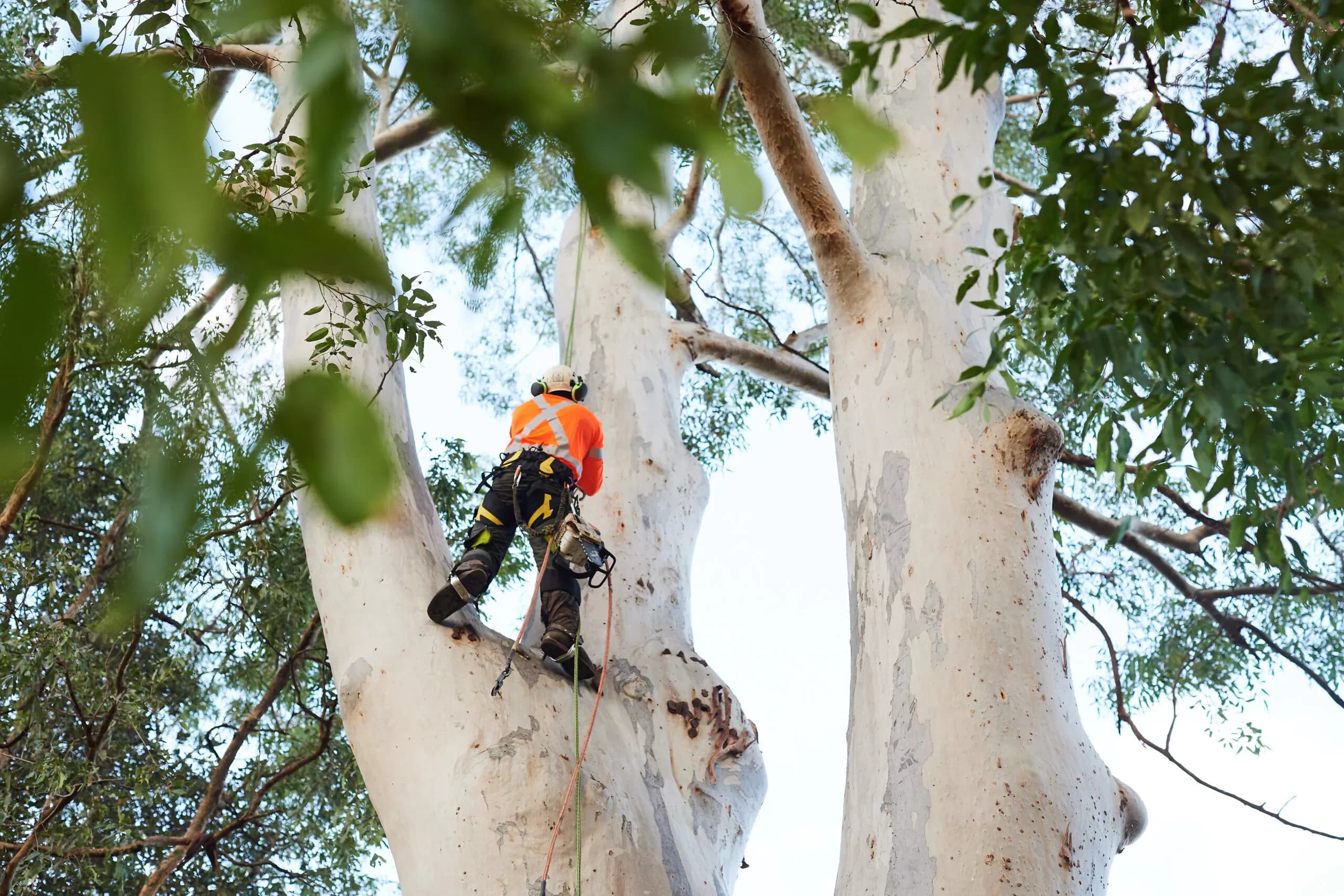 Professional tree removal service in Northern Beaches Sydney