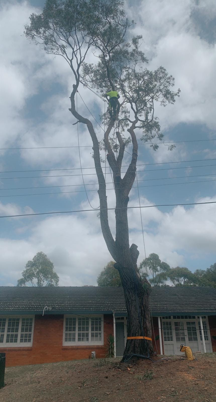 Professional stump grinding project by Affordable Tree Services Northern Beaches in Sydney's Northern Beaches - Project 3