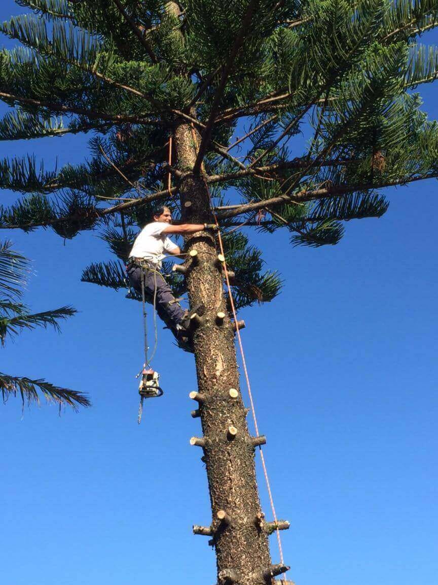 Professional arborist services project by Affordable Tree Services Northern Beaches in Sydney's Northern Beaches - Project 16