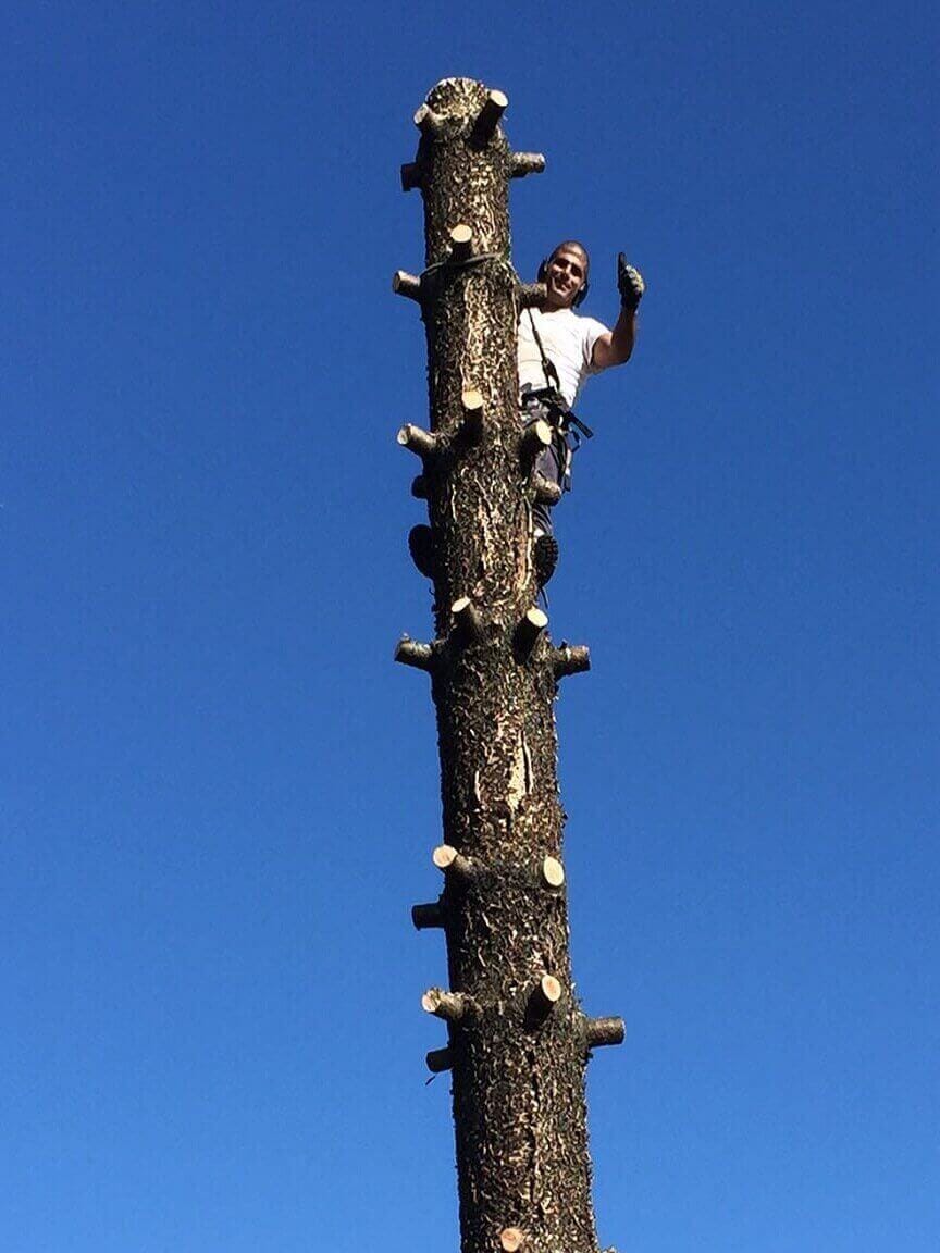 Professional emergency tree services project by Affordable Tree Services Northern Beaches in Sydney's Northern Beaches - Project 17