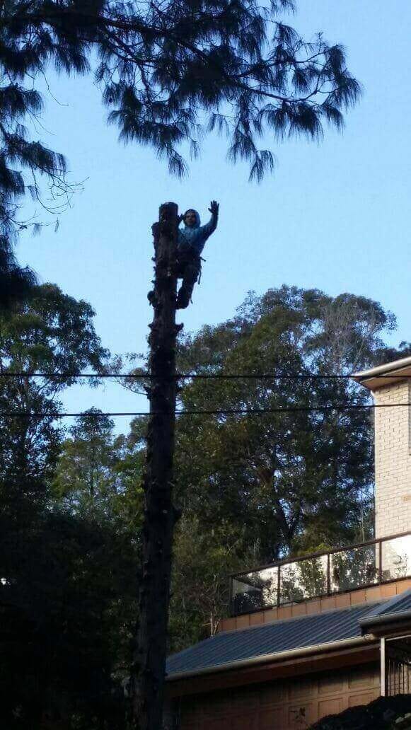 Professional land clearing project by Affordable Tree Services Northern Beaches in Sydney's Northern Beaches - Project 18