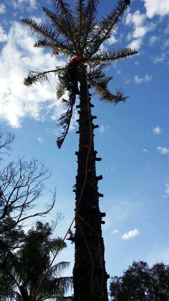 Professional tree pruning project by Affordable Tree Services Northern Beaches in Sydney's Northern Beaches - Project 20