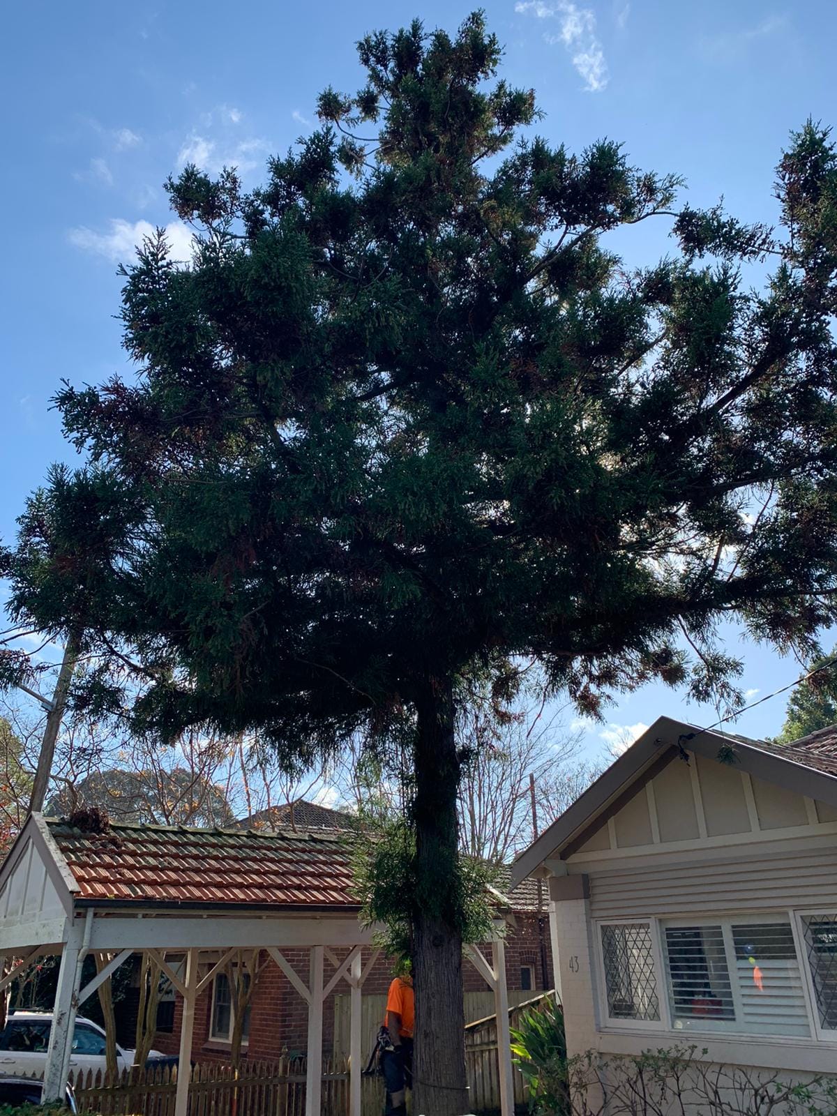 Professional emergency tree services project by Affordable Tree Services Northern Beaches in Sydney's Northern Beaches - Project 23