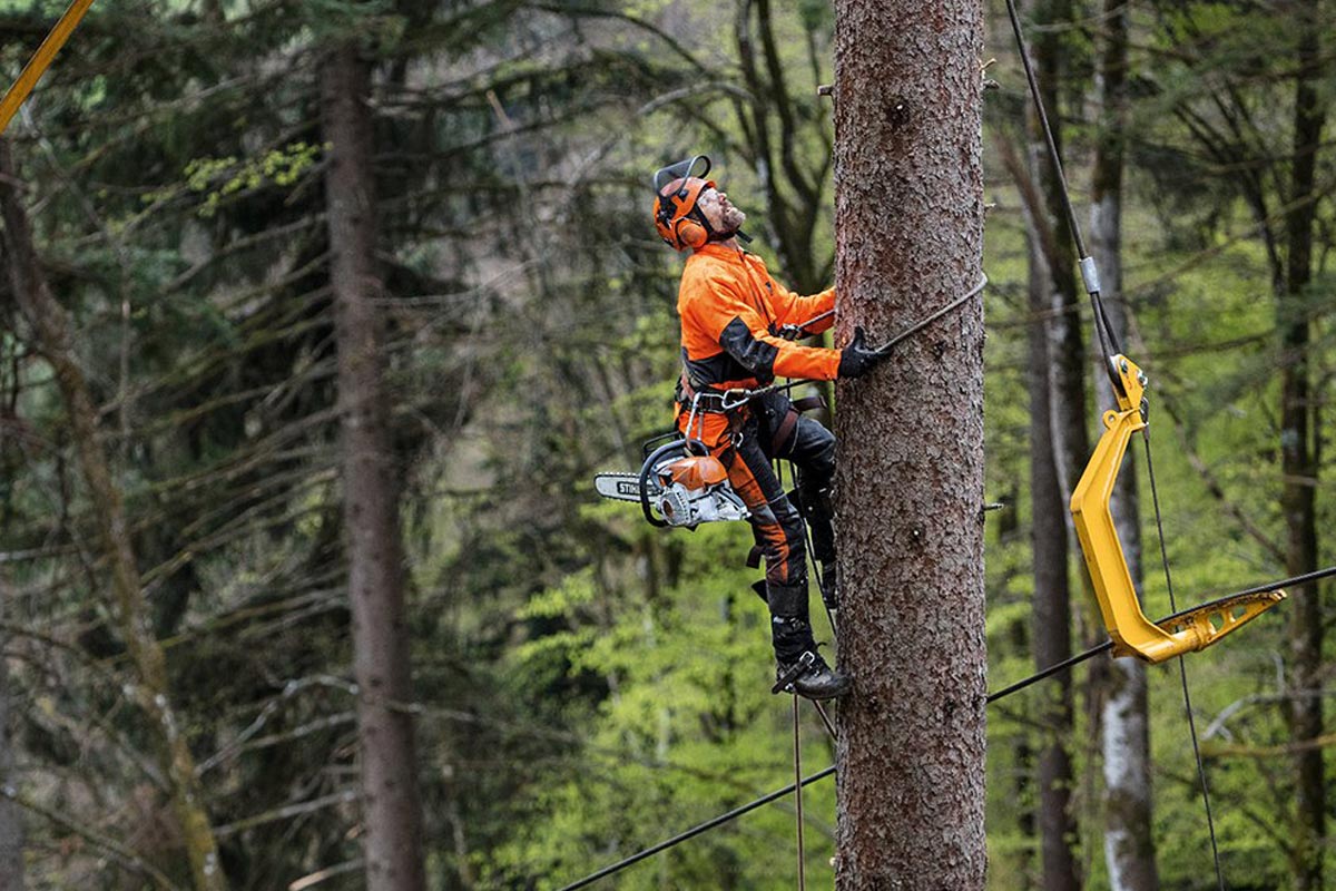 Choosing a Qualified Arborist Northern Beaches: Complete Guide