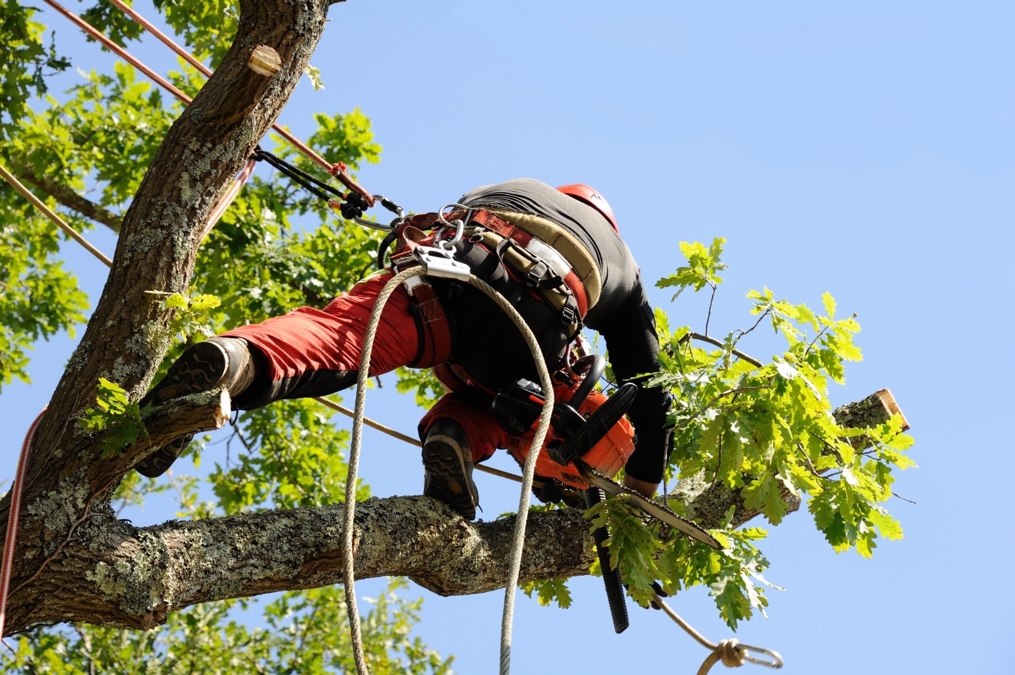 Commercial Tree Services Northern Beaches: Professional Business Solutions
