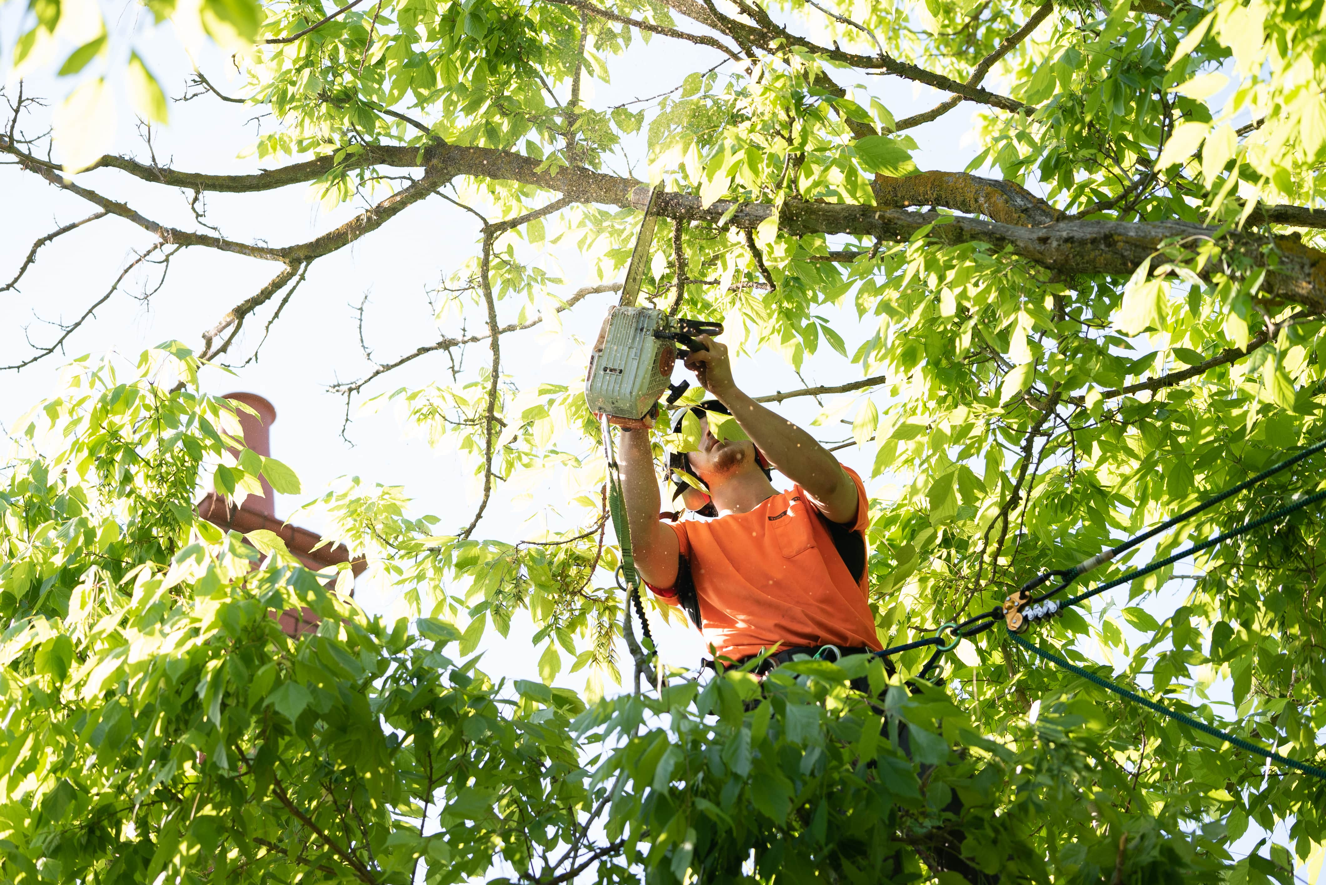 Council Tree Permits Northern Beaches: Application Guide 2025