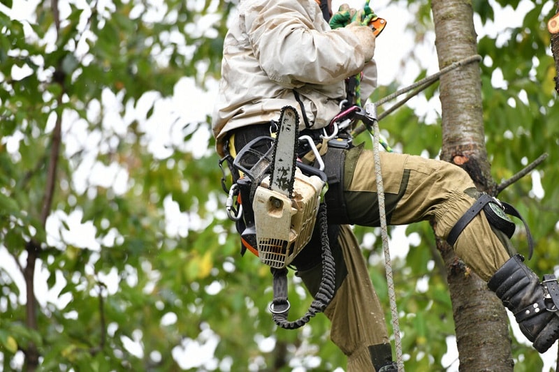 DIY vs Professional Tree Services: What You Need to Know