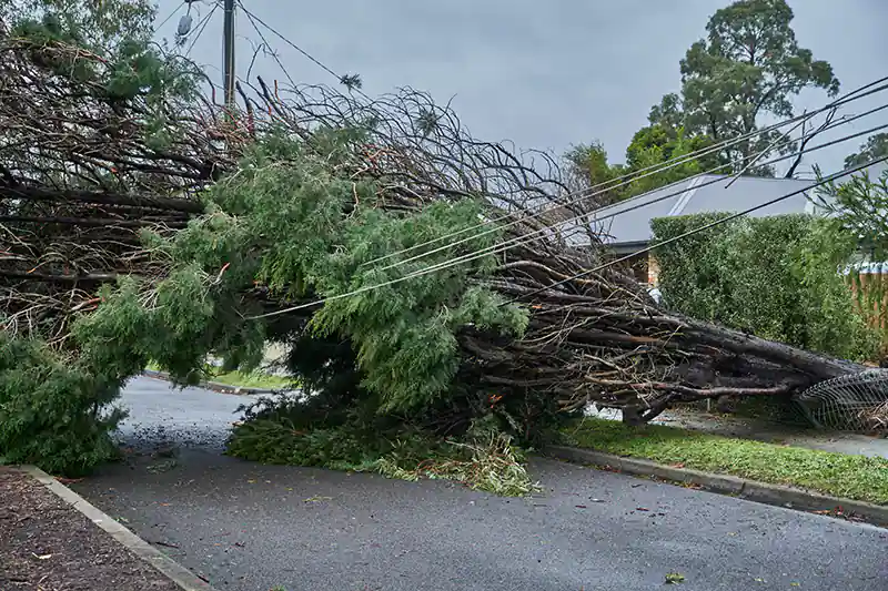 Emergency Tree Removal: What to Do When a Tree Falls on Your Property