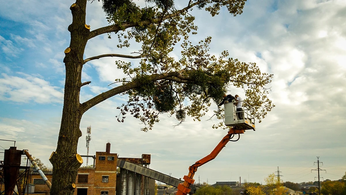 Large Tree Removal Northern Beaches: Crane Services Guide