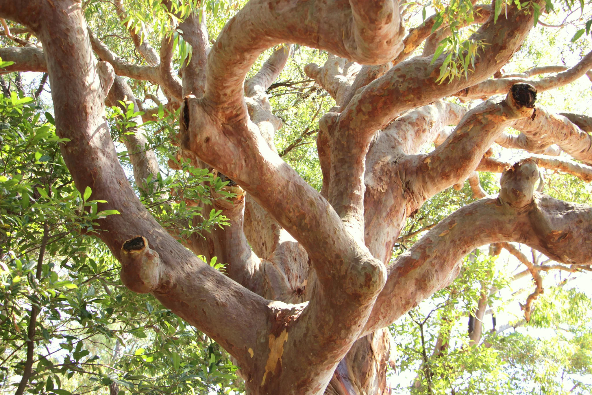 Northern Beaches Native Tree Selection Guide: Best Species 2025