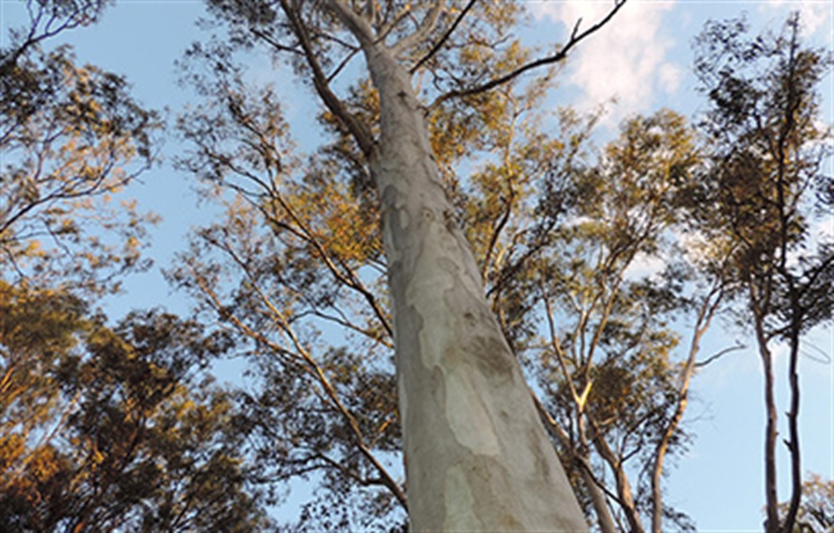 Northern Beaches Protected Tree Species: Identification Guide