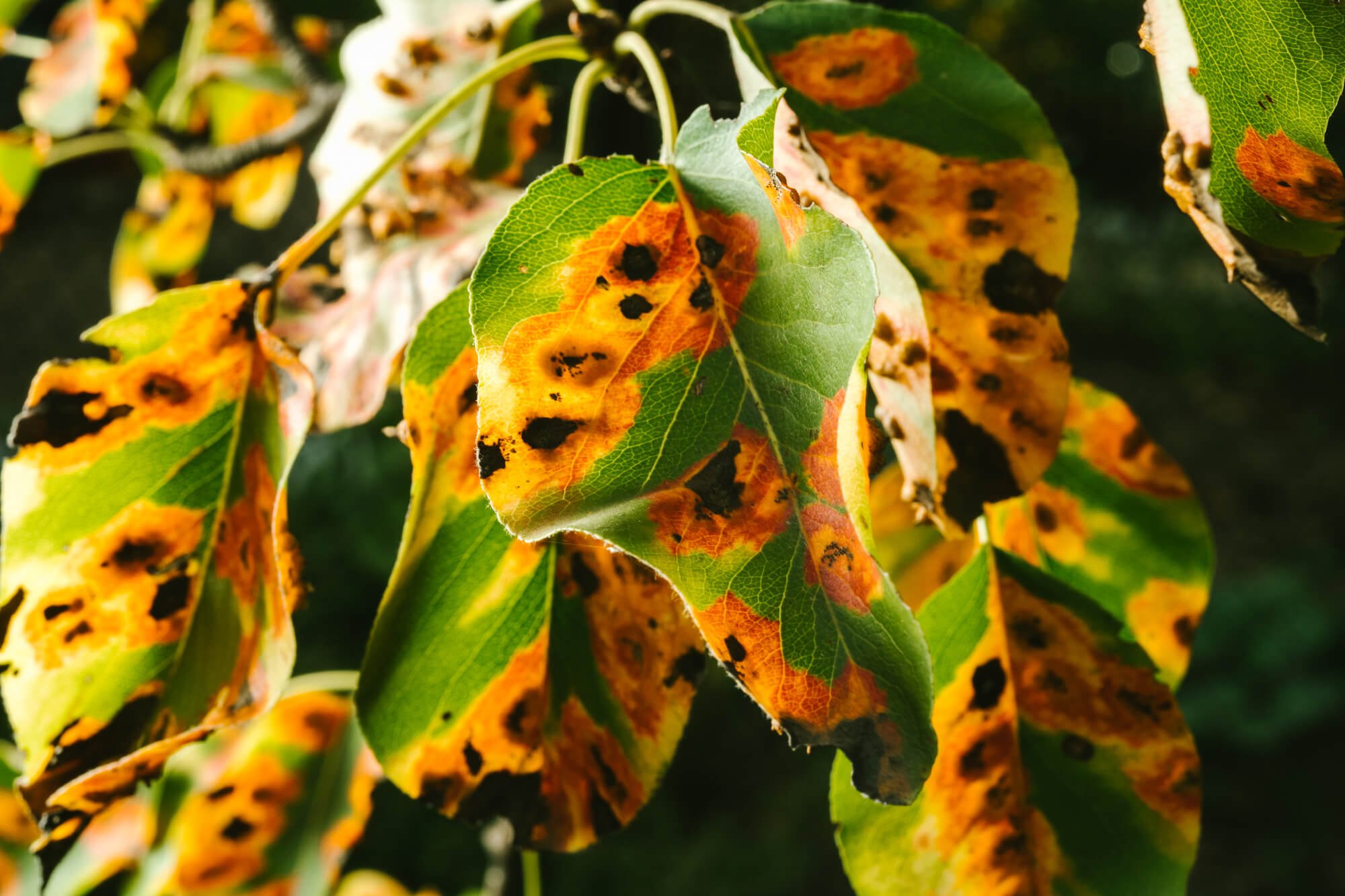 Northern Beaches Tree Disease: Identification & Treatment Guide