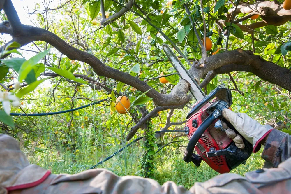 Pruning Fruit Trees Northern Beaches: Seasonal Guide 2025