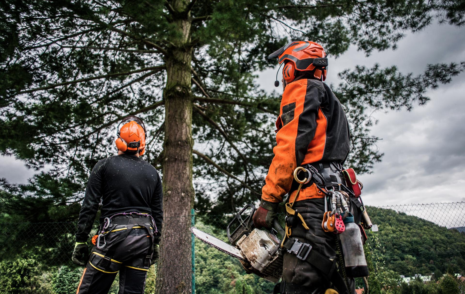 Qualified Arborist Northern Beaches: Certification Guide 2025