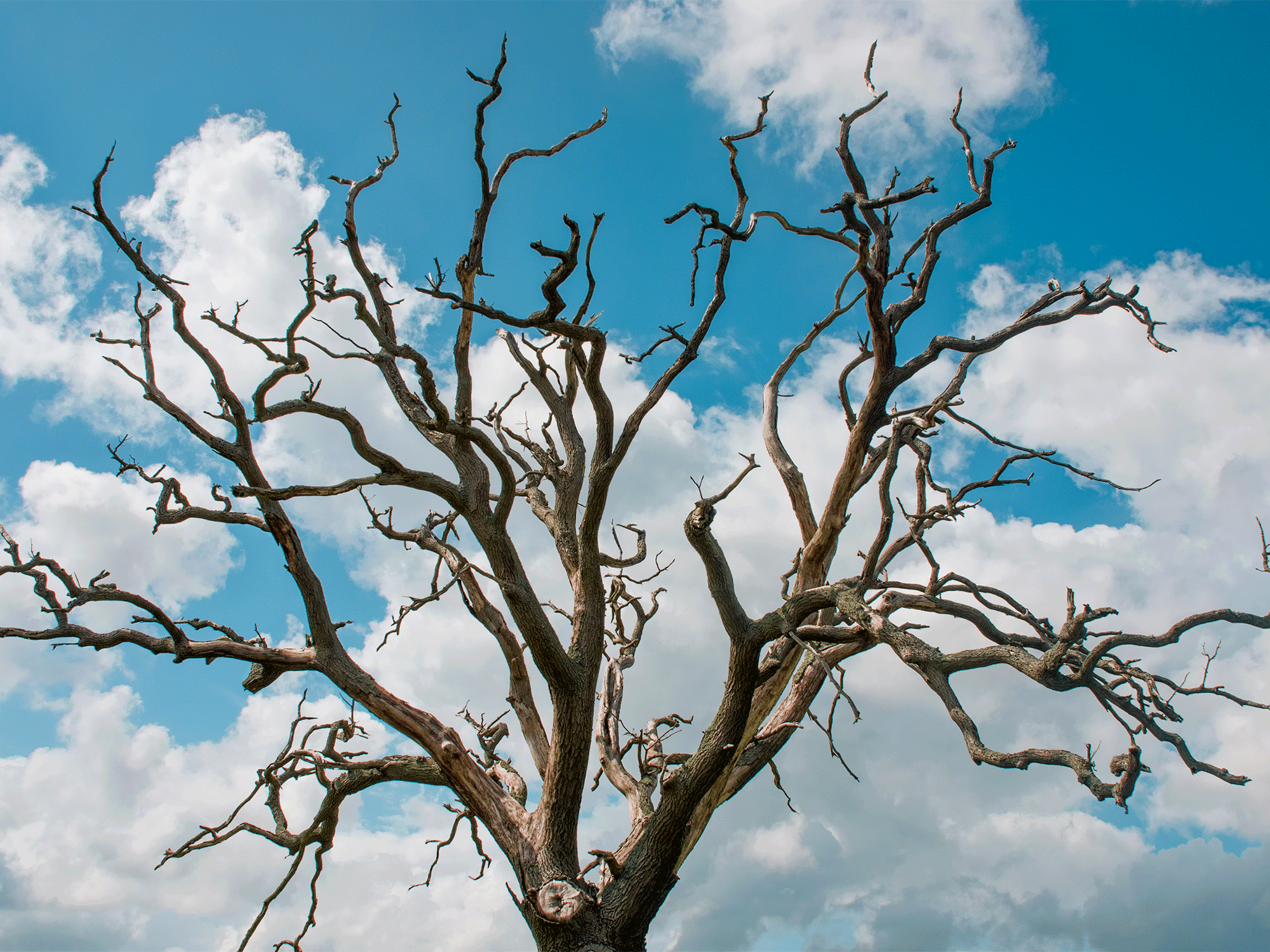 Why Are My Trees Dying After the Northern Beaches Storms? Expert Emergency Response Guide