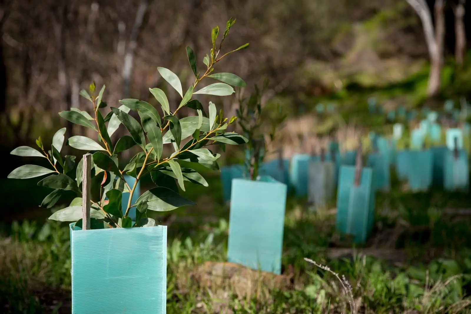 Sustainable Tree Management Practices for Northern Beaches Properties