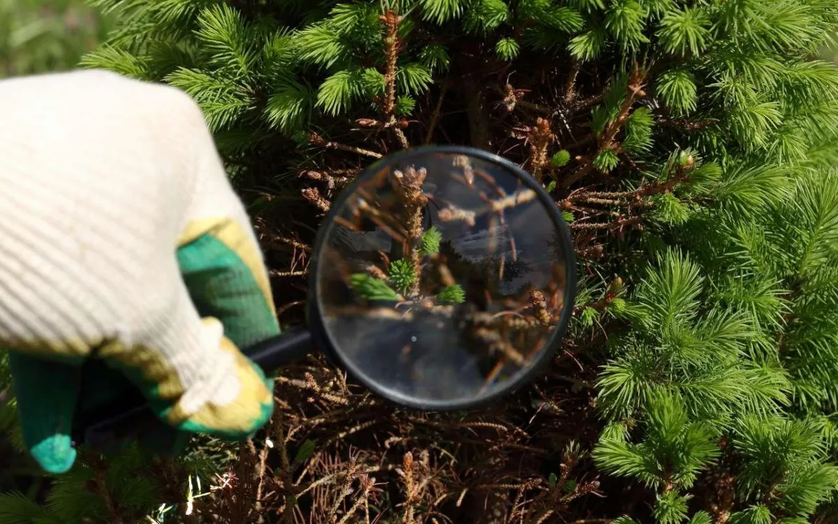 Tree Health Assessment Northern Beaches: Professional Guide