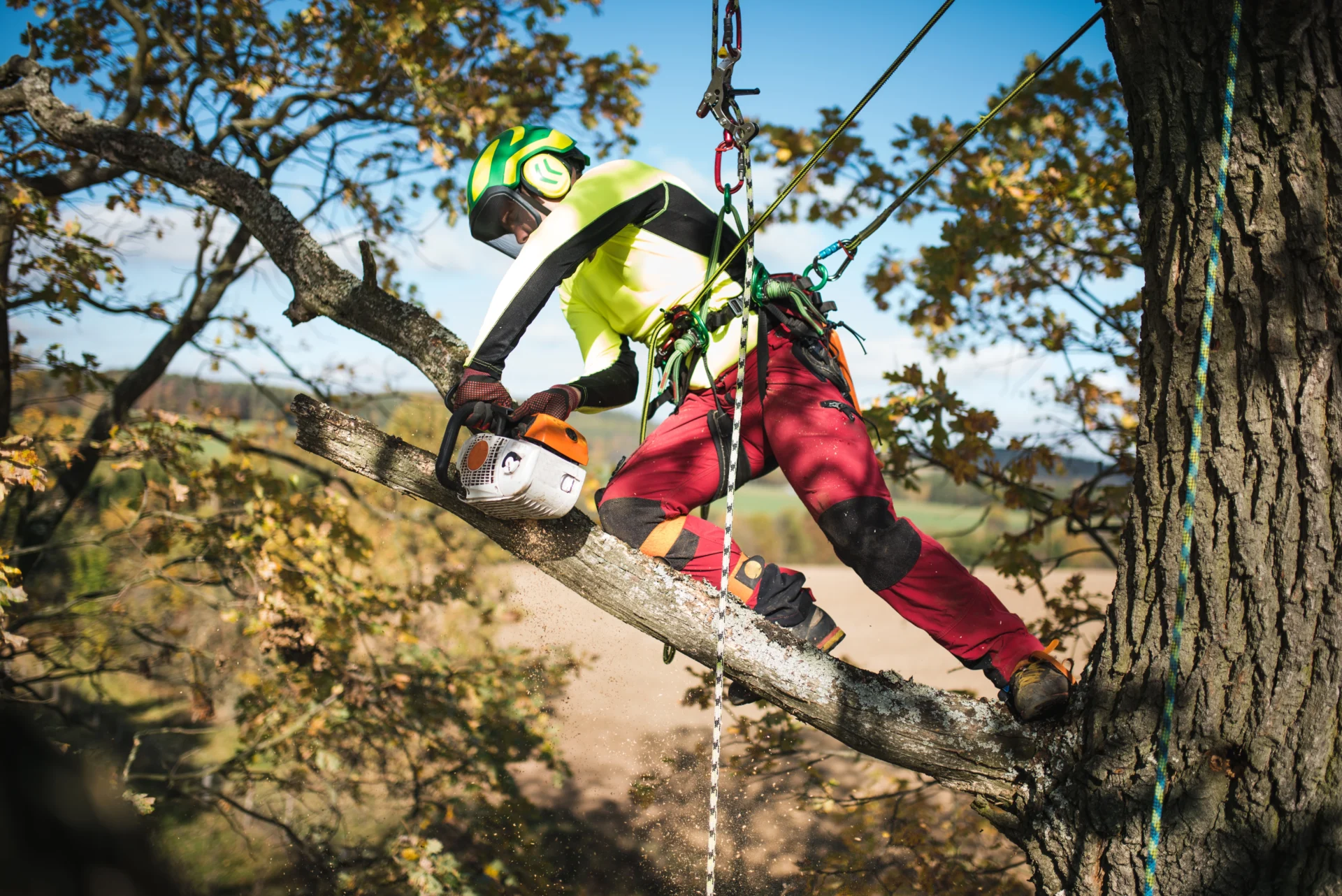 Tree Lopping Safety Regulations Northern Beaches: Compliance Guide