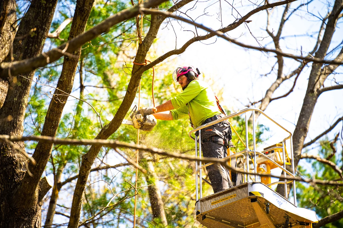 Tree Maintenance Schedule Northern Beaches: Annual Calendar Guide