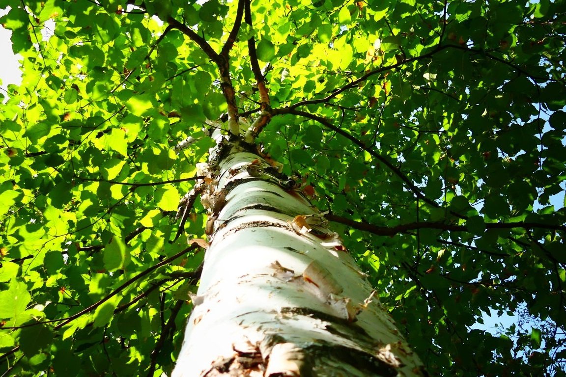 Tree Risk Assessment Northern Beaches: Property Owner Guide