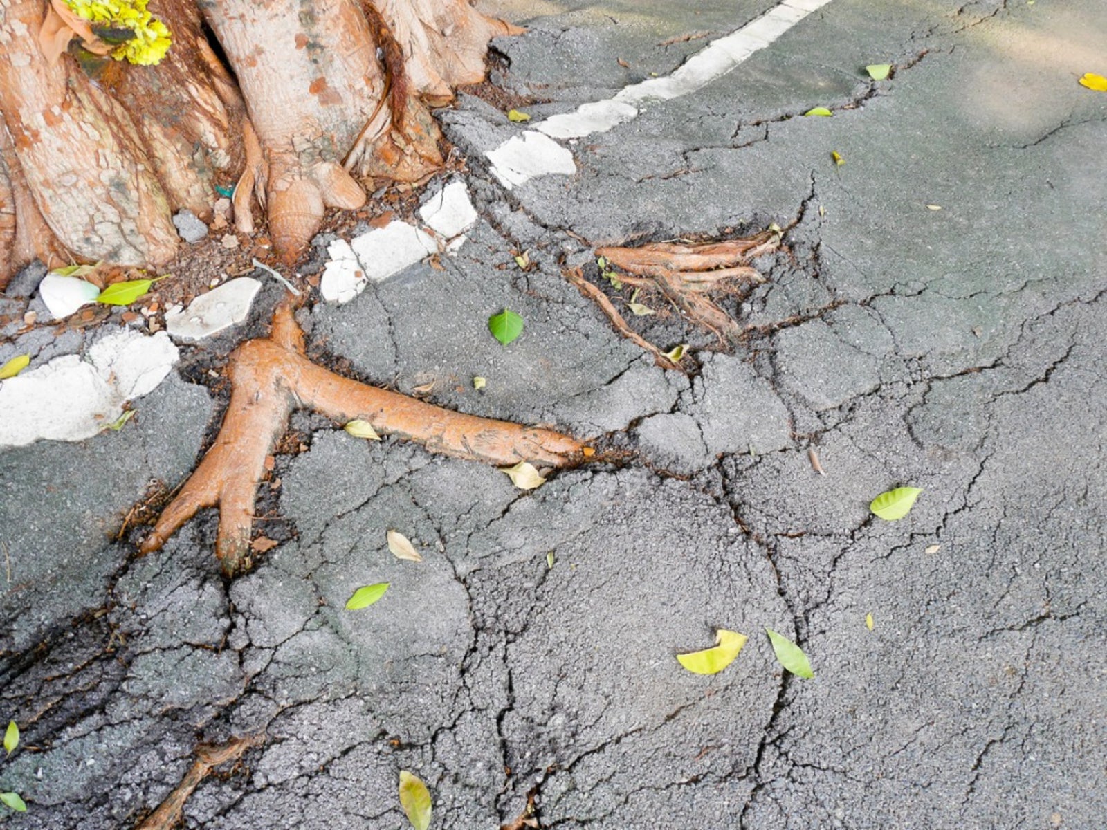 Tree Root Damage Northern Beaches: Foundation Protection Guide