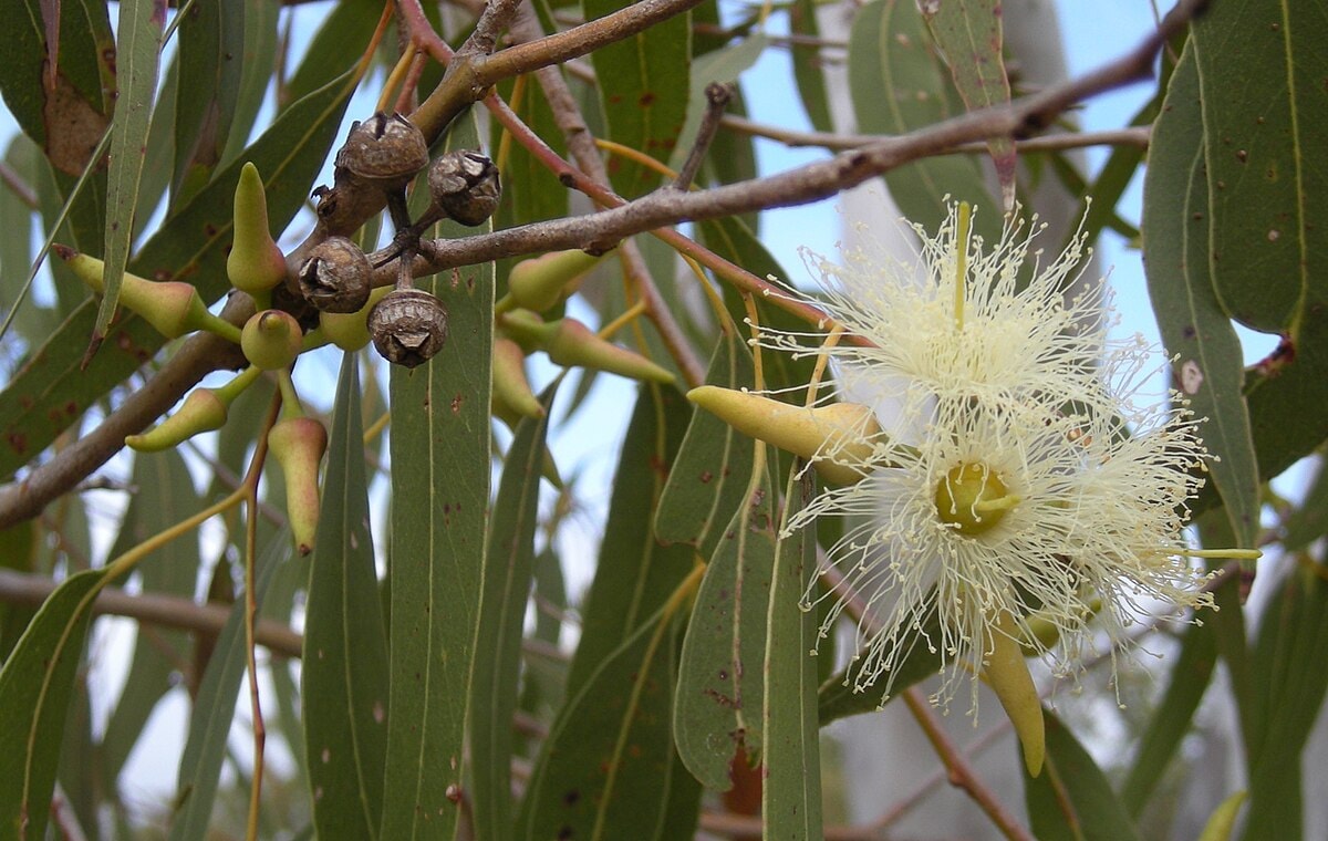 Tree Species Identification Northern Beaches: Complete Guide