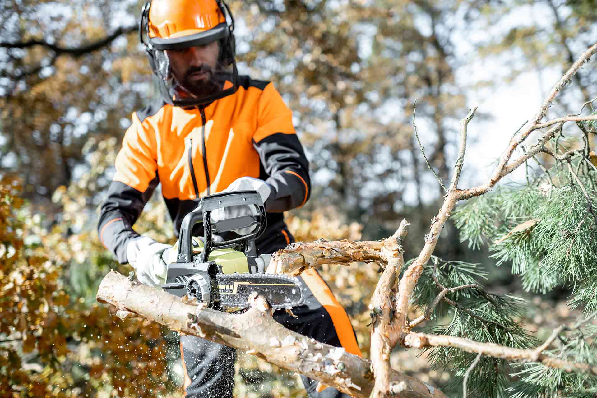 Tree Surgeon vs Arborist Northern Beaches: Key Differences Explained