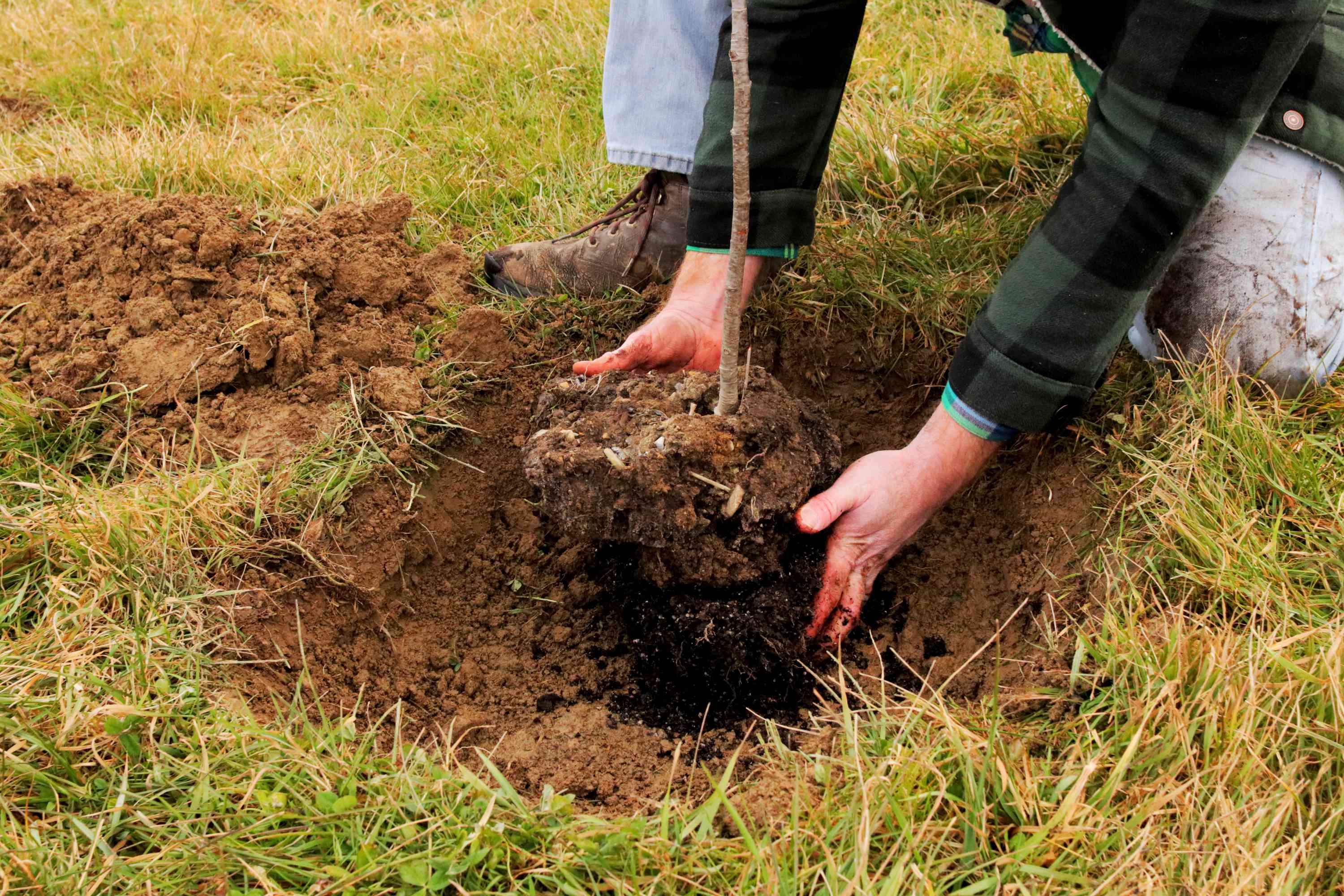 Tree Transplanting in Northern Beaches: Complete Relocation Guide 2025