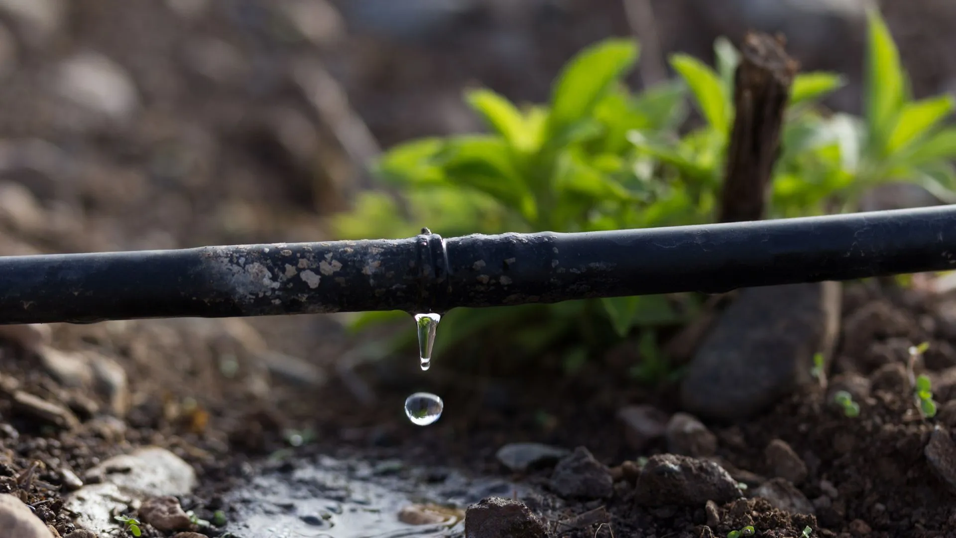 Tree Watering Systems Northern Beaches: Irrigation Guide 2025
