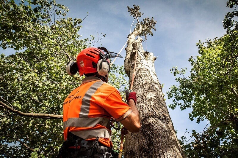 When Tree Risk Needs an Arborist Assessment