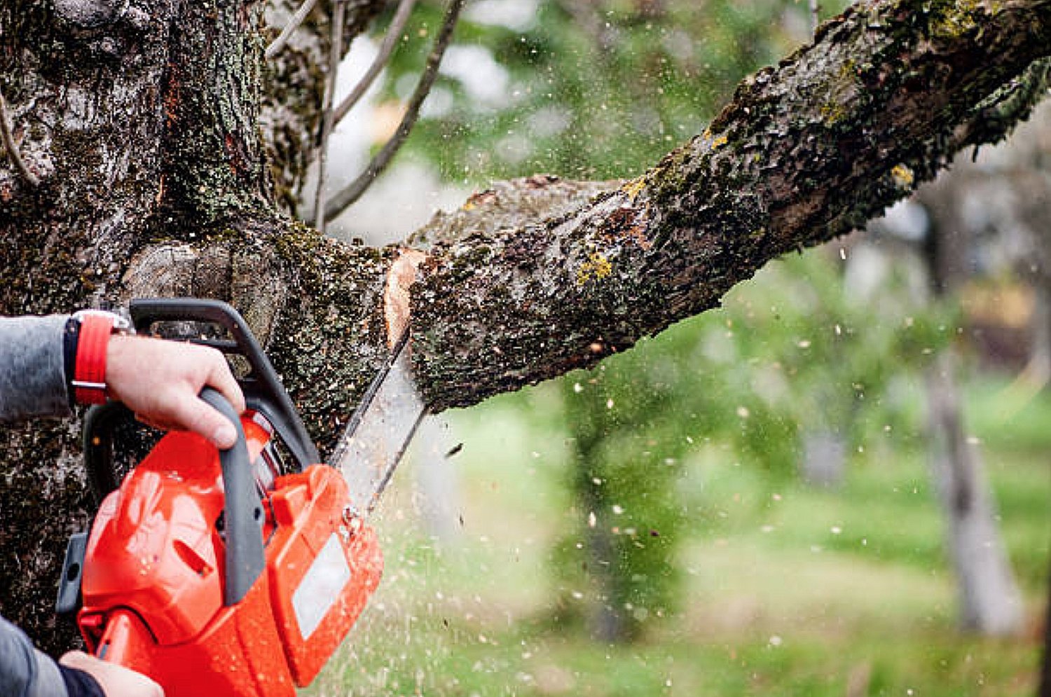 Winter Tree Care Northern Beaches: Essential Seasonal Tips 2025
