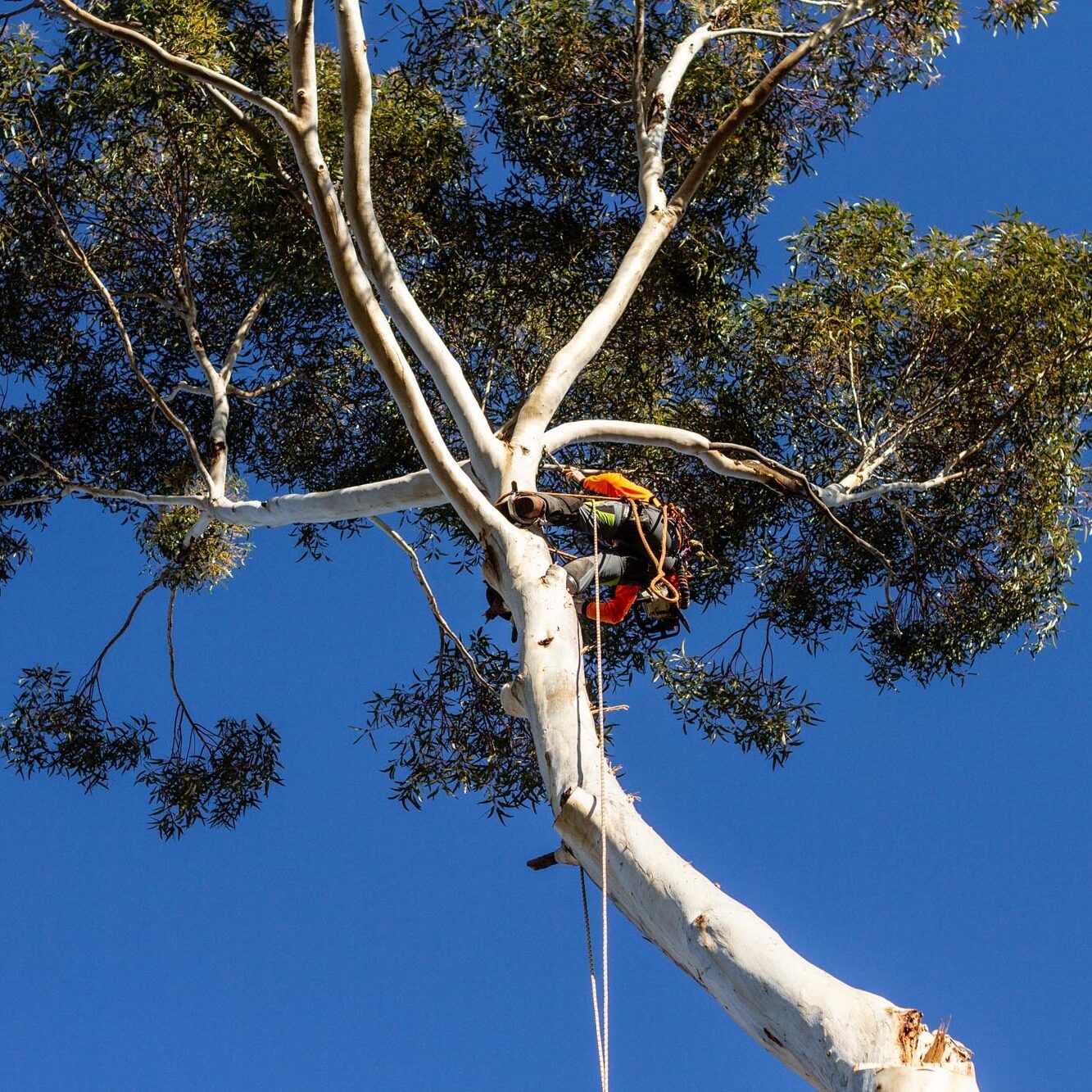 Emergency Branch & Limb Removal