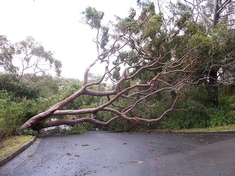 Emergency Tree Services