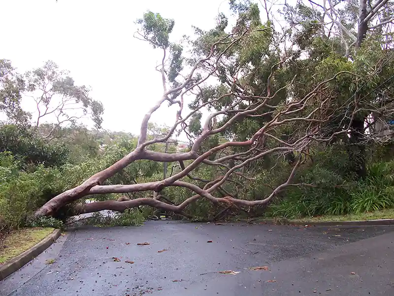 Emergency Tree Services