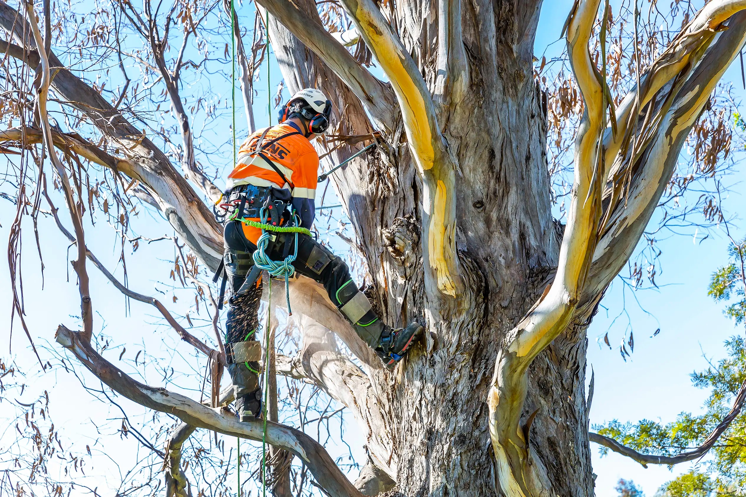 Hazardous Tree Emergency Assessment