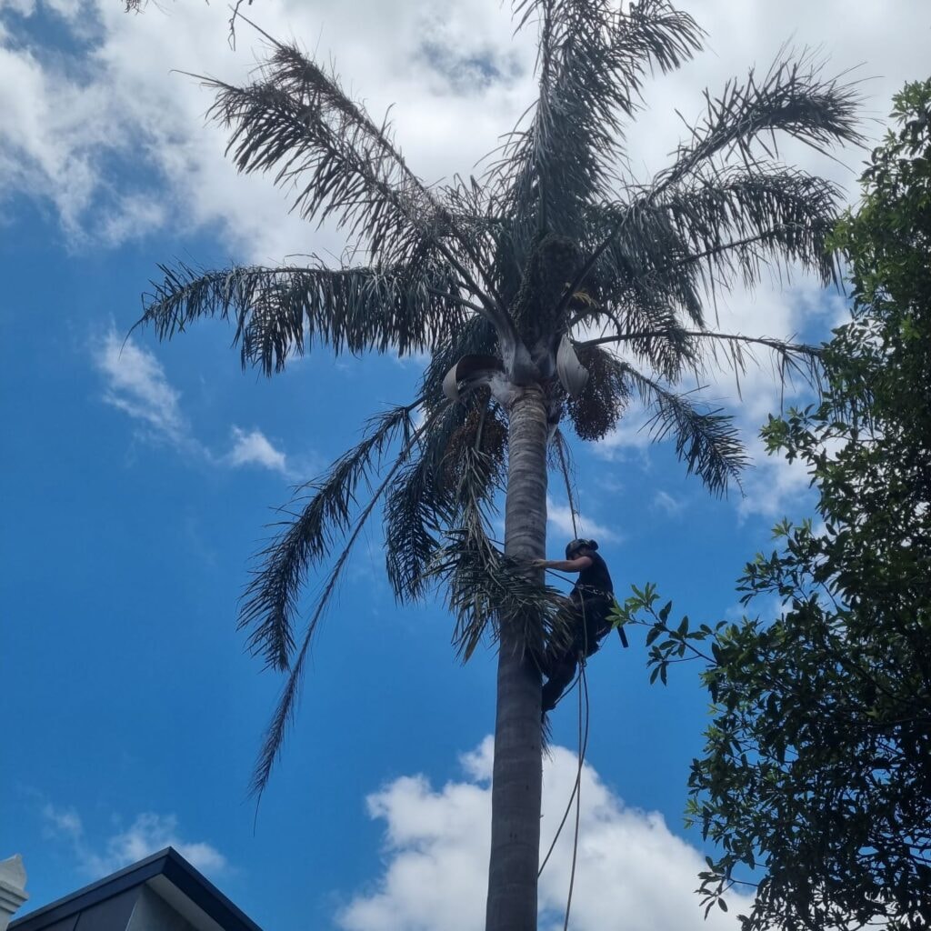 Palm Frond Removal & Cleaning