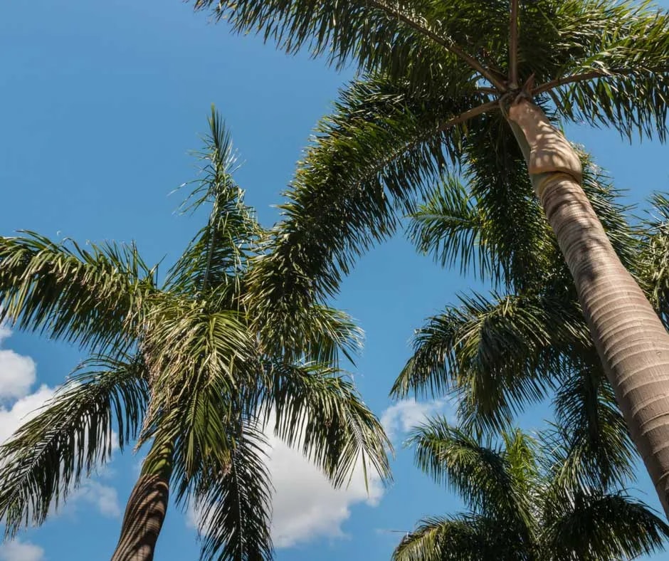Palm Health Maintenance