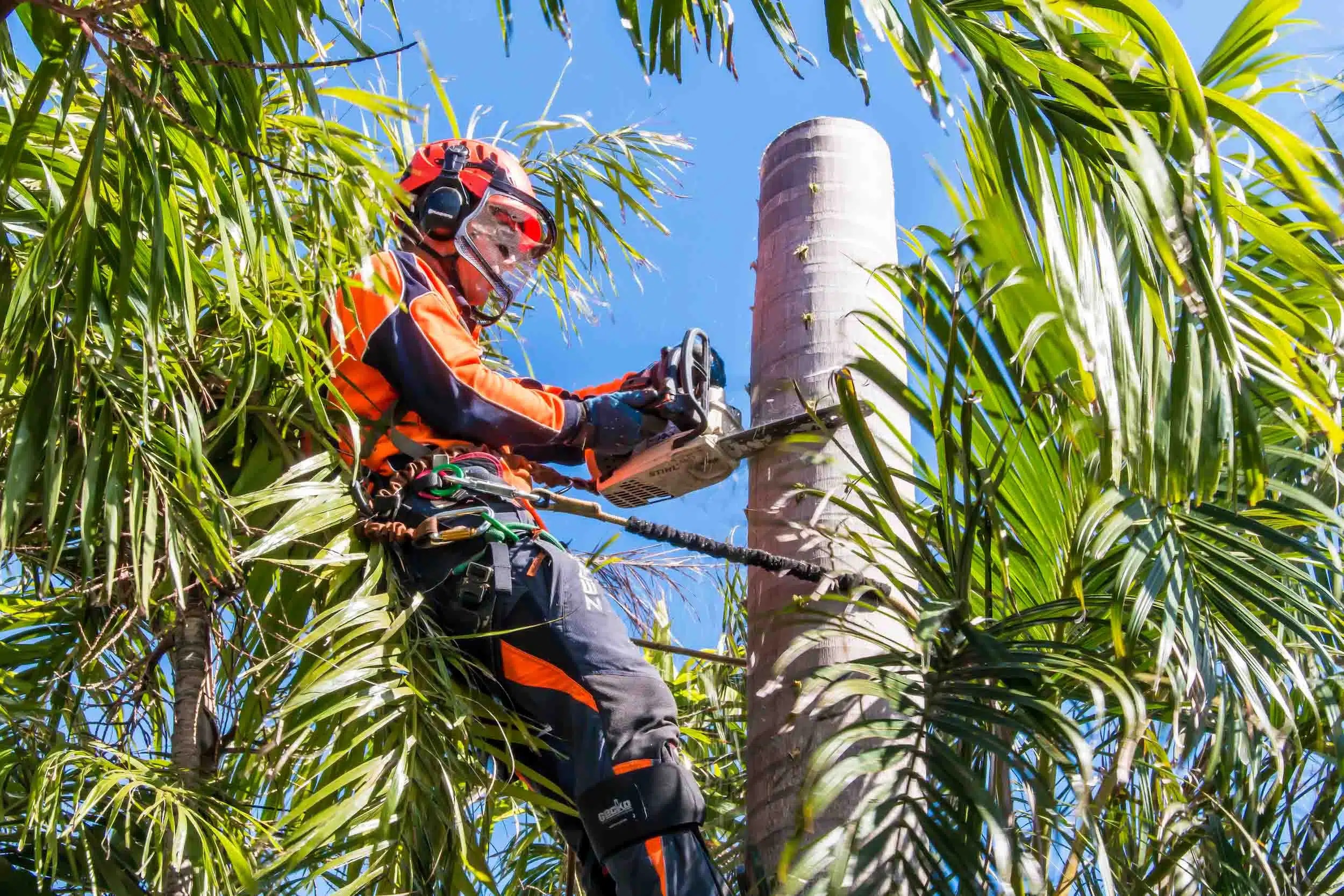 Palm Tree Removal