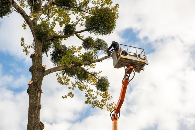 Selective Branch Removal